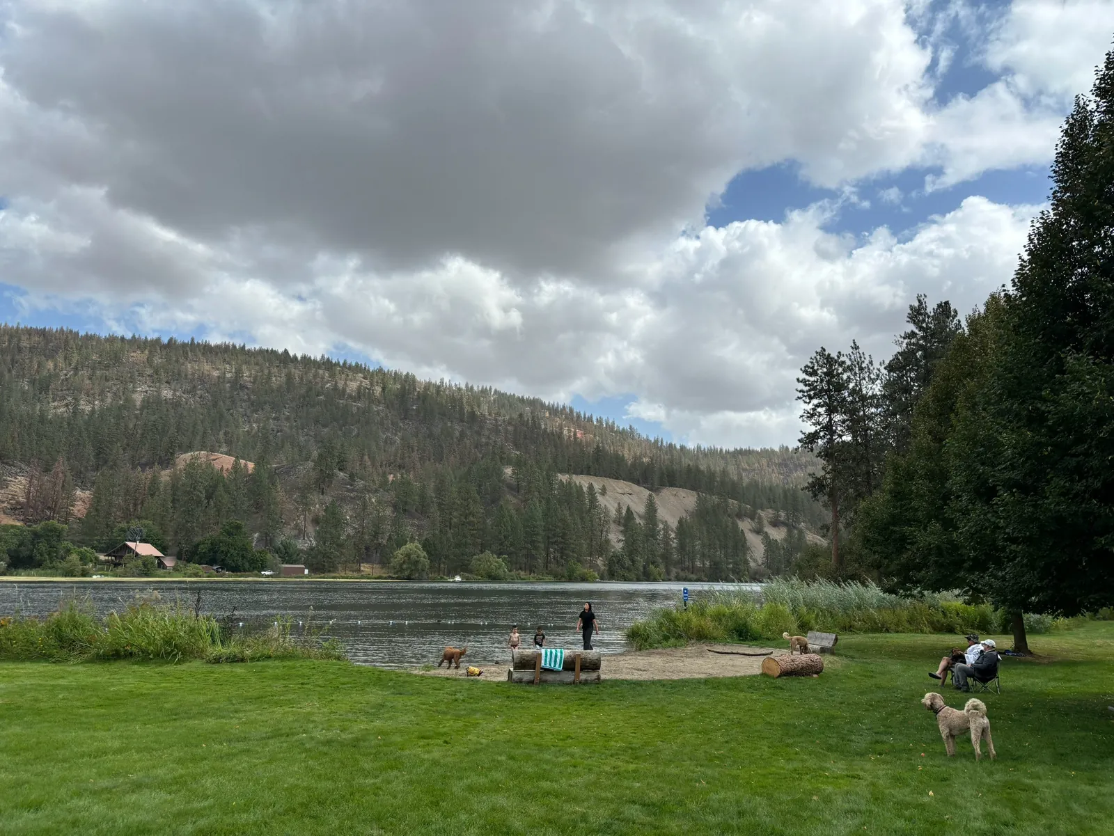People and dogs enjoying the grass and water beside a forested river